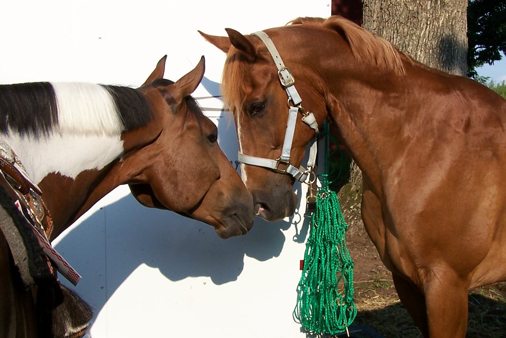 kissinghorses.jpg